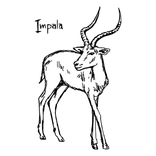 Impala - vektorillustration skiss hand dras med svarta linjer, isolerad på vit bakgrund — Stock vektor