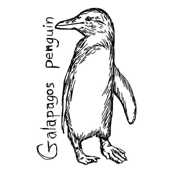 Galápagos pingüino - ilustración vectorial boceto dibujado a mano con líneas negras, aislado sobre fondo blanco — Vector de stock