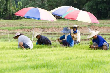 Chiang Rai, Tayland - 16 Haziran: Chiang rai, Tayland 16 Haziran 2017 alanını dikim tanımlanamayan çiftçi çalışma pirinç.