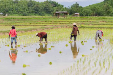 Çeltik ekimi pirinç alan çalışma dört Asya çiftçiler