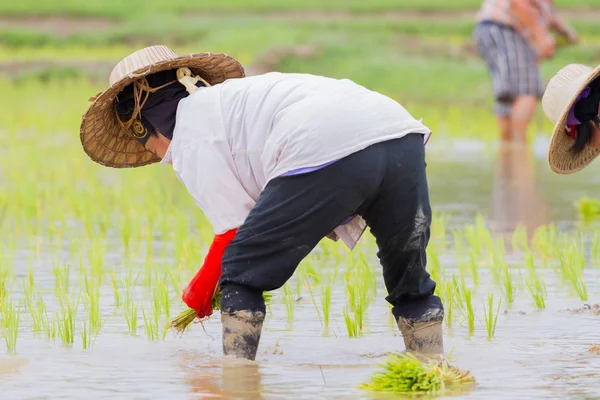 チェンライ、タイ - 6 月 16 日: 正体不明の女性農民作業田植えフィールドで 2017 年 6 月 16 日にチェンライ, タイ. — ストック写真