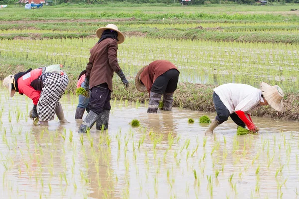Cinco agricultores que trabajan la plantación de arroz en el campo en Tailandia . —  Fotos de Stock