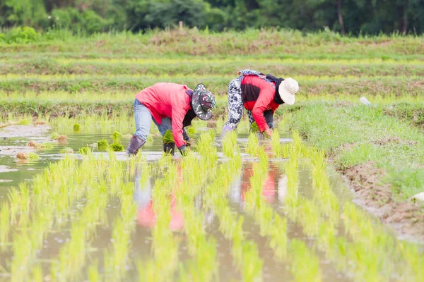 Dos asiático agricultores en rojo camiseta trabajo paddy cultivo en tailandia —  Fotos de Stock
