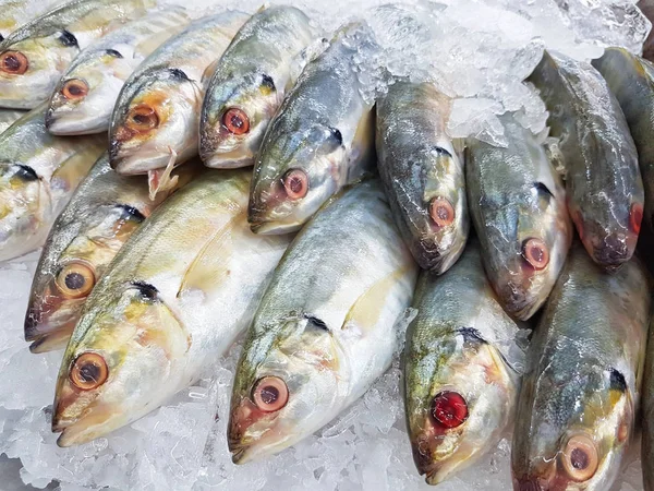 Primer plano pescado fresco de caballa sobre hielo en el supermercado — Foto de Stock
