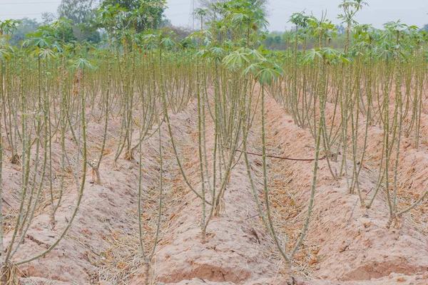 Kasava pěstěném v poli, Thajsko — Stock fotografie