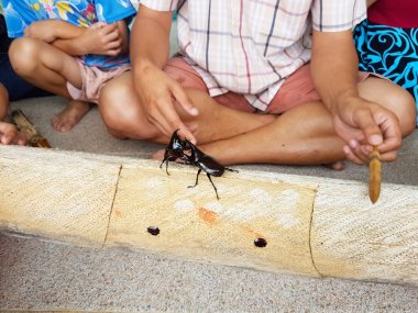 Chiang Rai, Tayland - 9 Eylül: gergedan böceği Chiang rai, Tayland 9 Eylül 2017 üzerinde mücadele izlerken kimliği belirsiz Asyalı çocuk.