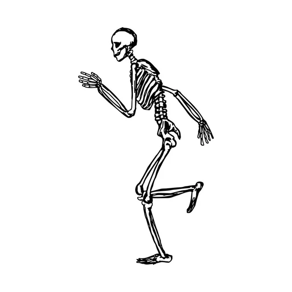 Human skeleton running vector illustration sketch hand drawn with black lines, isolated on white background — Stock Vector