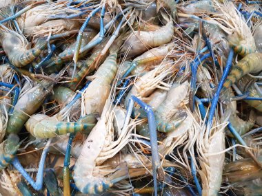 Taze karides karides arka plan süpermarkette buzda. Üstten Görünüm