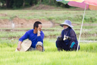 Chiang Rai, Tayland - 16 Haziran: alanında 16 Haziran 2017 üzerinde Chiang rai, Tayland konuşurken tanımlanamayan karı koca çiftçi.