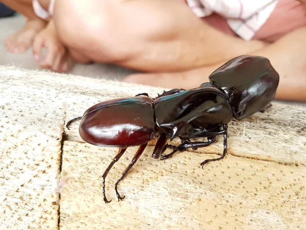Yakın çekim gergedan böceği üzerinde ahşap günlük mücadele — Stok fotoğraf