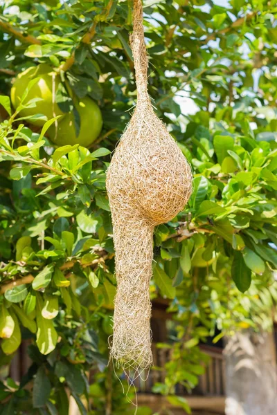 Nido de Baya Tejedor en árbol de pomelo — Foto de Stock