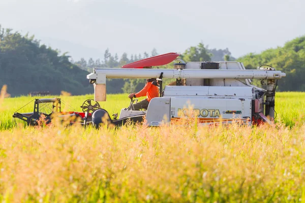 CHIANGRAI, TAILANDIA - 12 DE OCTUBRE: hombre asiático no identificado conduciendo cosechadora en el campo de arroz el 12 de octubre de 2017 en Chiangrai, Tailandia . —  Fotos de Stock