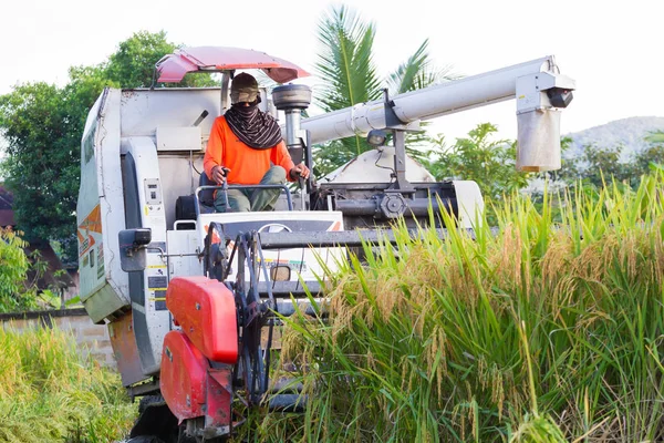 CHIANGRAI, TAILANDIA - 12 DE OCTUBRE: el primer hombre asiático no identificado conduciendo combina la cosechadora en el campo de arroz el 12 de octubre de 2017 en Chiangrai, Tailandia . —  Fotos de Stock