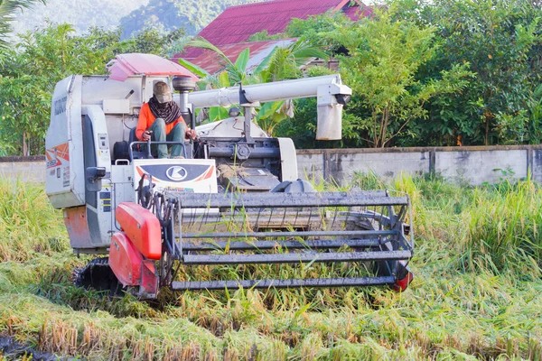 CHIANGRAI, TAILANDIA - 12 DE OCTUBRE: hombre asiático no identificado conduciendo cosechadora en el campo de arroz el 12 de octubre de 2017 en Chiangrai, Tailandia . —  Fotos de Stock