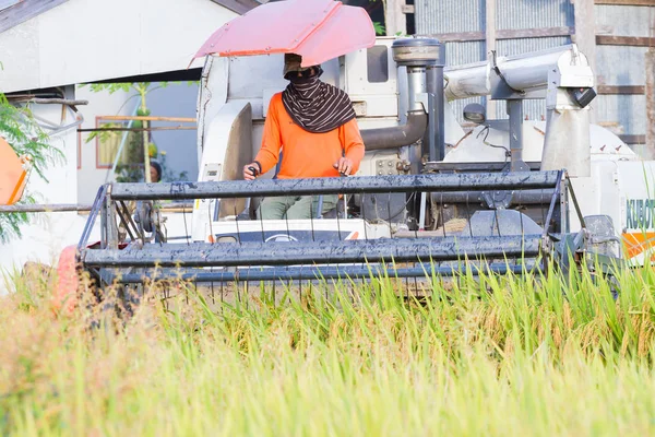 CHIANGRAI, TAILANDIA - 12 DE OCTUBRE: vista frontal de un hombre asiático no identificado conduciendo cosechadora en el campo de arroz el 12 de octubre de 2017 en Chiangrai, Tailandia . —  Fotos de Stock