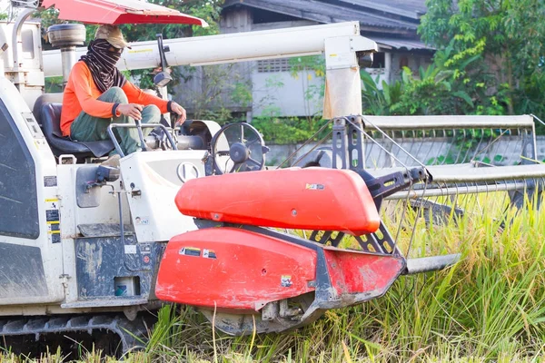 CHIANGRAI, TAILANDIA - 12 DE OCTUBRE: hombre asiático no identificado conduciendo cosechadora en el campo de arroz el 12 de octubre de 2017 en Chiangrai, Tailandia . —  Fotos de Stock