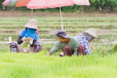 Chiang Rai, Tayland - 16 Haziran: Chiang rai, Tayland 16 Haziran 2017 alanını dikim kimliği belirsiz gülümseyen çiftçi çalışma pirinç.