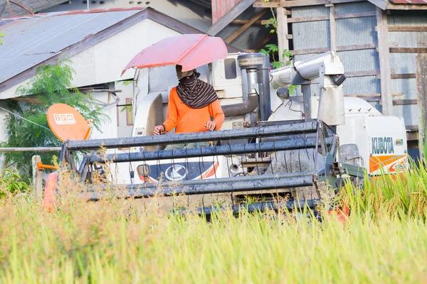 CHIANGRAI, TAILANDIA - 12 DE OCTUBRE: el hombre asiático no identificado que conduce combina la cosechadora en el campo de arroz con el fondo de la casa el 12 de octubre de 2017 en Chiangrai, Tailandia . —  Fotos de Stock