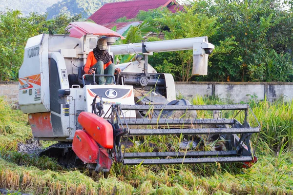 CHIANGRAI, TAILANDIA - 12 DE OCTUBRE: hombre asiático no identificado conduciendo cosechadora en el campo de arroz el 12 de octubre de 2017 en Chiangrai, Tailandia . —  Fotos de Stock