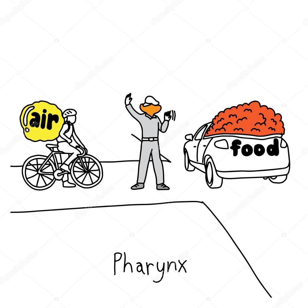 metaphor function of pharynx to manage traffic when swallowing food to the esophagus vector illustration sketch hand drawn with black lines, isolated on white background. Education Medical concept