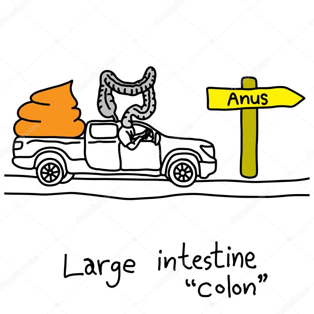 metaphor function of large intestine or colon to take stools to anus vector illustration sketch hand drawn with black lines, isolated on white background. Education Medical concept.