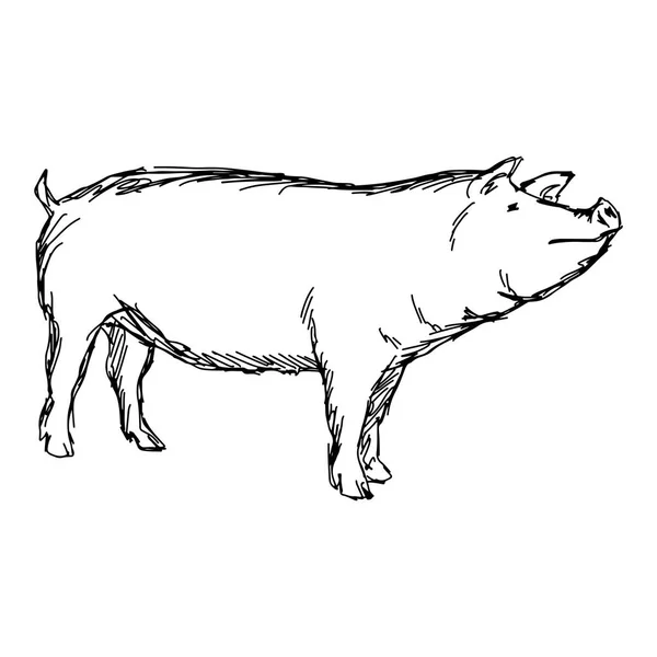 Pig Vector Illustration Skizze Doodle Hand gezeichnet mit schwarzen Linien isoliert auf weißem Hintergrund — Stockvektor