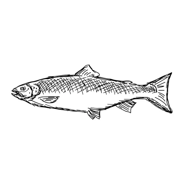 Salmão peixe vetor ilustração esboço doodle mão desenhada com linhas pretas isolado no fundo branco — Vetor de Stock