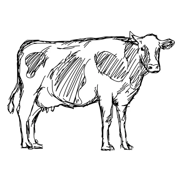 Cow vektor illustration skiss doodle hand dras med svarta linjer isolerad på vit bakgrund — Stock vektor