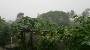 Tayland 'da bitkilere sağanak yağmur