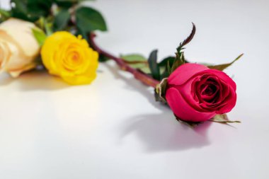 Tebrik etmek için hazırlanmış üç güzel gül beyaz bir yüzeyde yatıyor..