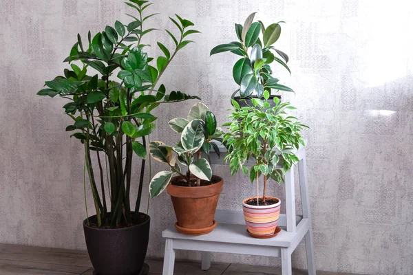 Ficus ve Zamiokulkas konutta. Ev bahçesi konsepti, ev bitkisi üretimi.