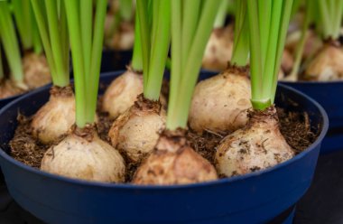 Ampuller çiçek saksılarındaki nergislerin ilkbahar çiçeklerinden bazılarıdır. Evde büyümek. Ev bahçesi konsepti. Bahar konsepti Yatay oryantasyon. Seçici odak.