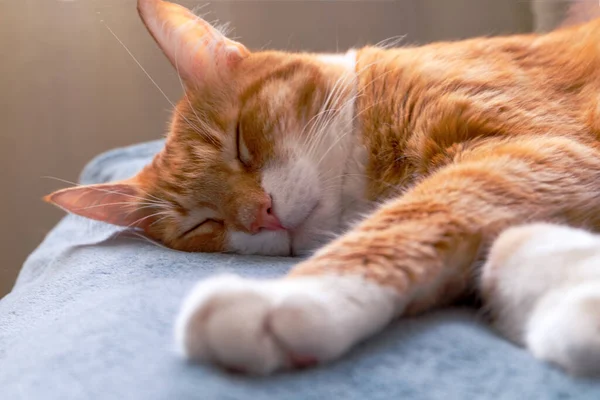 Yetişkin bir kırmızı kedi mavi bir battaniyenin üzerinde uyur. Evcil hayvan konsepti. Seçici odak.