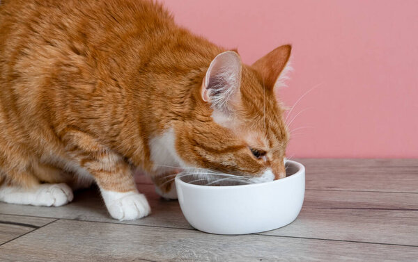 An adult red-striped cat with an appetite eats his pet cat food from a white ceramic bowl on the floor of a natural tree. Caring for animals, pets concept. Horizontal orientation. Selective focus.
