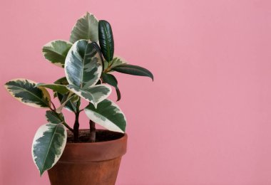 Pembe arkaplandaki kil bir saksıda tienete çeşitliliğinden plastik incir. İç kısımda bitkiler, ev bahçesi konsepti. Uzayı kopyala Yatay yönelim.