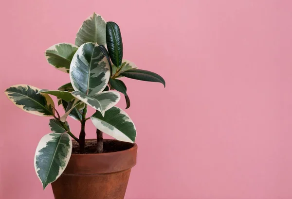 Gummi Ficus Der Sorte Tienete Einem Tonblumentopf Auf Rosa Hintergrund — Stockfoto