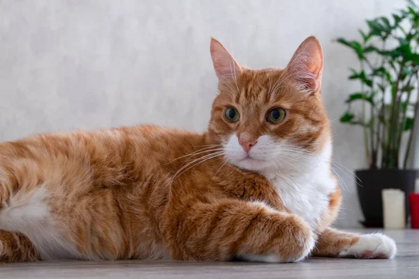 Sad red-haired pet cat lies on the floor of a natural tree