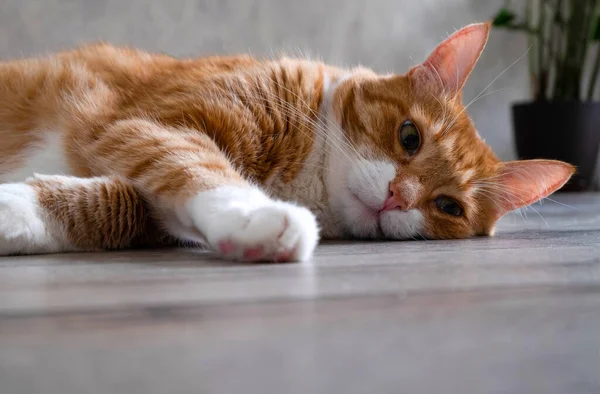 Sad sleepy red-haired pet cat lies on the floor of a natural tree