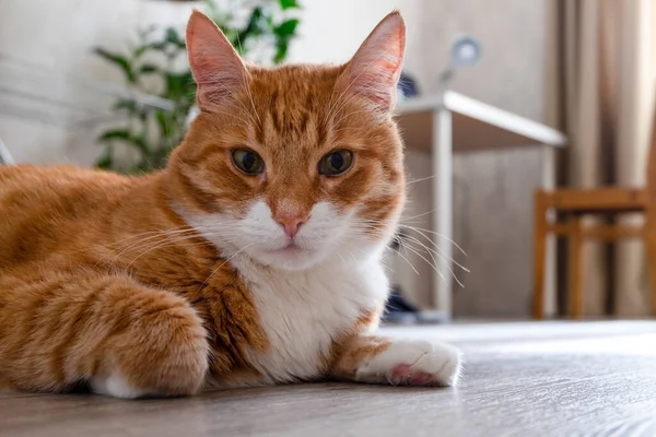 Sad red-haired pet cat lies on the floor of a natural tree