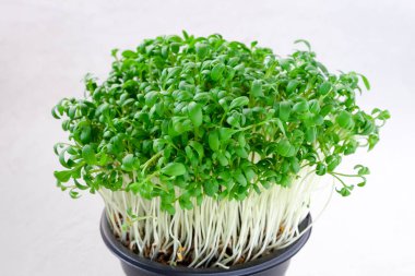 Arugula mikro yeşilliklerine yakın çekim - küçük yapraklar ve saplar. Yeşillik filizleniyor. Evde tohum filizlenmesi. Vejetaryen ve sağlıklı beslenme konsepti. Yatay yönelim, seçici odak.