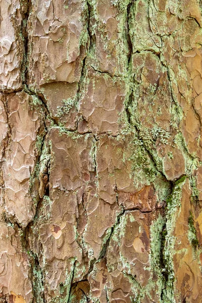 Detailní záběr na kůru stromu — Stock fotografie