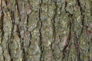 Ağaç kabuğu yakın plan