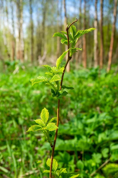 Entfliehen Sie dem Wald wilde Himbeeren im Wald — Stockfoto