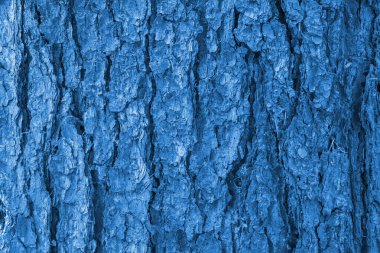 Klasik mavi renkte bir ağacın kabuğunun yakın çekimi bir arka plan gibidir. Klasik mavi, Pantone 2020 konsepti. Yatay oryantasyon. Seçici odak. 