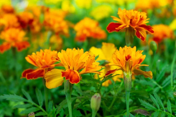 Kadife Çiçeğinin Yakın Plan Fideleri Bahar Yaz Çiçek Konsepti Yatay — Stok fotoğraf