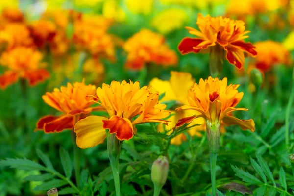 Close Zaailingen Van Goudsbloem Lente Zomer Bloemen Concept Horizontale Oriëntatie — Stockfoto