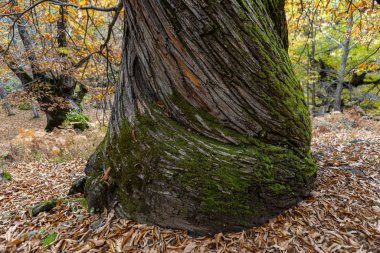 Extremadura eyaletinde Sonbaharda Temblar 'ın Kestaneleri