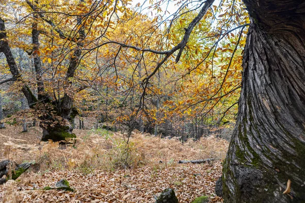 Chestnuts of the Temblar in Autumn in the province of Extremadura — Stock Photo, Image