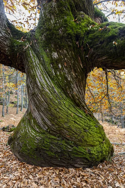 Extremadura eyaletinde Sonbaharda Temblar 'ın Kestaneleri