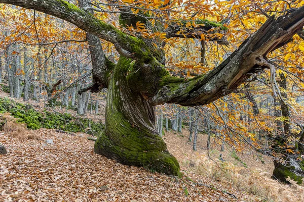 Castañas del Temblar en otoño en la provincia de Extremadura —  Fotos de Stock